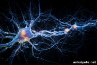 New Study Upends Key Principles of Human Development Biology