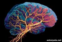 Brain Circuits That Drive Placebo Pain Relief