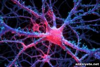 Shared Genetic Signature Links Alzheimer’s and Certain Cancers
