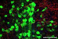 Shared Brain Circuit Links Tourette’s and OCD