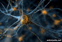 Astrocytes Create Long-Range Communication Networks in the Brain