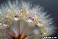 New Study Shows How Seeds Hear the Weather