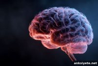 How the Liver Signals the Brain to Control Appetite