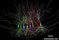 Why the Brain First Overloads to Form Memories
