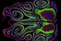 Scientists Decode How the Brain Maps Smells