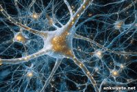 How Potassium Fluctuations Activate Brain Receptors