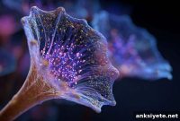 How Brainless Organisms Learn with Neuron-Like Networks