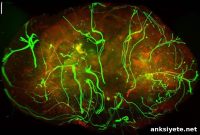 Sympathetic Nerves Slow Melanoma Growth, Study Shows