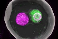 Why Fertilized Eggs Keep Two Separate Nuclei
