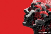 How Psilocybin Reduces Aggression and Violence