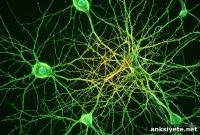 Targeting a Brain Pathway Could Slow Parkinson’s Progression
