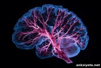 How Metabolic Dysfunction Fuels Bipolar Disorder