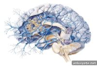 How Trauma Timing Shapes Brain Resilience and Vulnerability