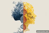Genetic Risk for Schizophrenia Shapes Teen Brain Development