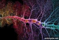 How Visual Cortex Neurons Organize Thousands of Synaptic Inputs