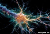 How Rogue Antibodies Drive Tau Pathology in Alzheimer’s