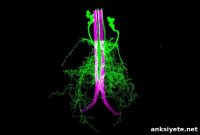 Axo-Axonic Synapses Trigger Rapid Escape Reflexes in Flies