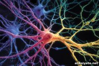Genetic Mapping Pinpoints Root Causes of Multiple Sclerosis (MS)