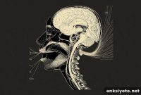 Forebrain Circuit Controls Speech Gene to Shape Voice