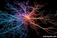 Exercise Hormone Could Protect Neurons in Multiple Sclerosis