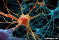 Fat-Laden Microglia Linked to Rapid MS Progression