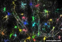 Astrocyte Sodium Levels Shift to Match Local Synaptic Demand