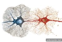 How Progenitor Cell Aging Shapes Brain Layer Proportions