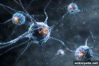 Study Shows Gene Therapy Shields Brain from TDP-43 Damage