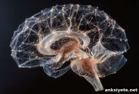 AI Mapping of the Brain’s Glymphatic System