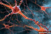 New Stem Cell Framework Could Repair Traumatic Brain Injuries