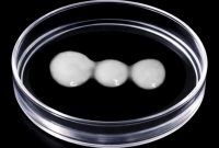 Contraceptive Drug Could Restore Movement After Spinal Paralysis