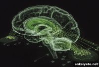 New Map Shows How Alzheimer’s Disrupts Brain Waste Clearance