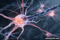 Collagen Tiles Halt Brain Tumor Recurrence in New Study