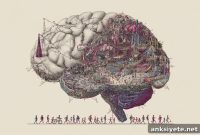 Whole-Brain Activity Predicts Social Approach