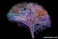 Mapping 54,583 Brain Connectomes to Detect Disease