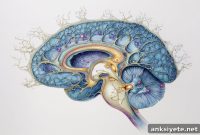 Hippocampal CA1 Hub Protects Long-Term Memory