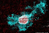 Cortisol Pathway Closes Critical Periods of Brain Plasticity