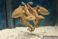 How Octopuses Use Mirrors to Find Food