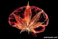 Study Finds Cannabis Use Reduces Brain Iron and Dopamine