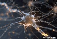 How Drosophila Genetics Advances Mammalian Neurobiology Models