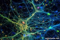 Microglial State Changes Drive Alzheimer’s Progression