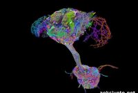 Full Drosophila Nervous System Connectome Revealed