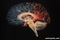 Study: Female Brain Uses Molecular Tag to Form Fear Memories