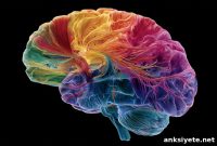How Socioeconomic Status Shapes Children’s Brain Development