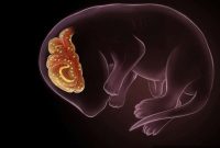 How Senescent Cells Build the Blood-Brain Barrier