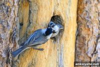 How Chickadees Sneak and Use Intelligence to Outsmart Rivals