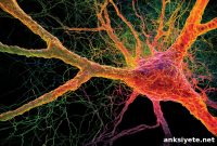 Amyloid Precursor Protein (APP) Protects Neurons in Alzheimer’s