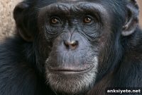 New Study: Great Apes Upend Human Models of Social Intelligence