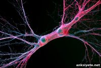 GPR3 Amplifies Signals in Early Neuronal Development