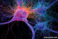 Aging Immune Networks Drive Parkinson’s Progression